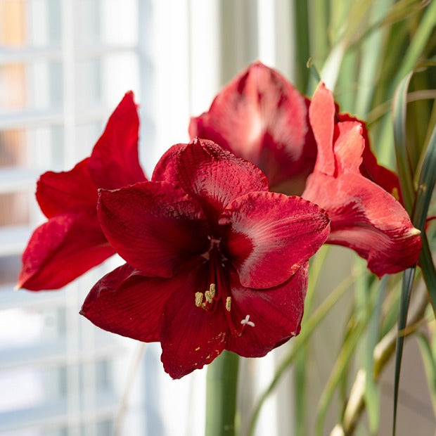 Ritterstern ‘Red Lion’ - Amaryllis red lion - Bakker