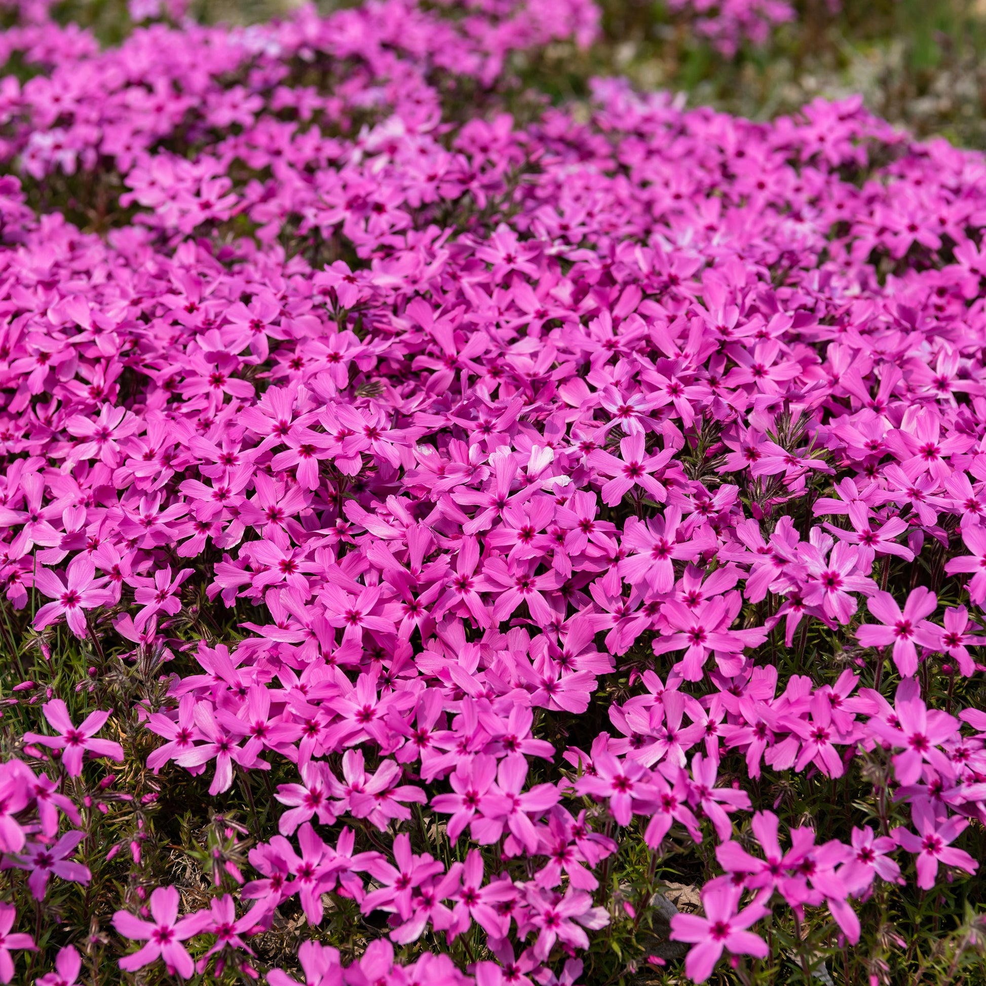 Polster-Phlox ‘Moerheimii’ - Phlox subulata Moerheimii - Bakker