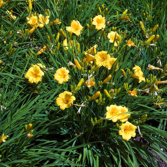 Taglilie ‘Stella de Oro’ - Bakker