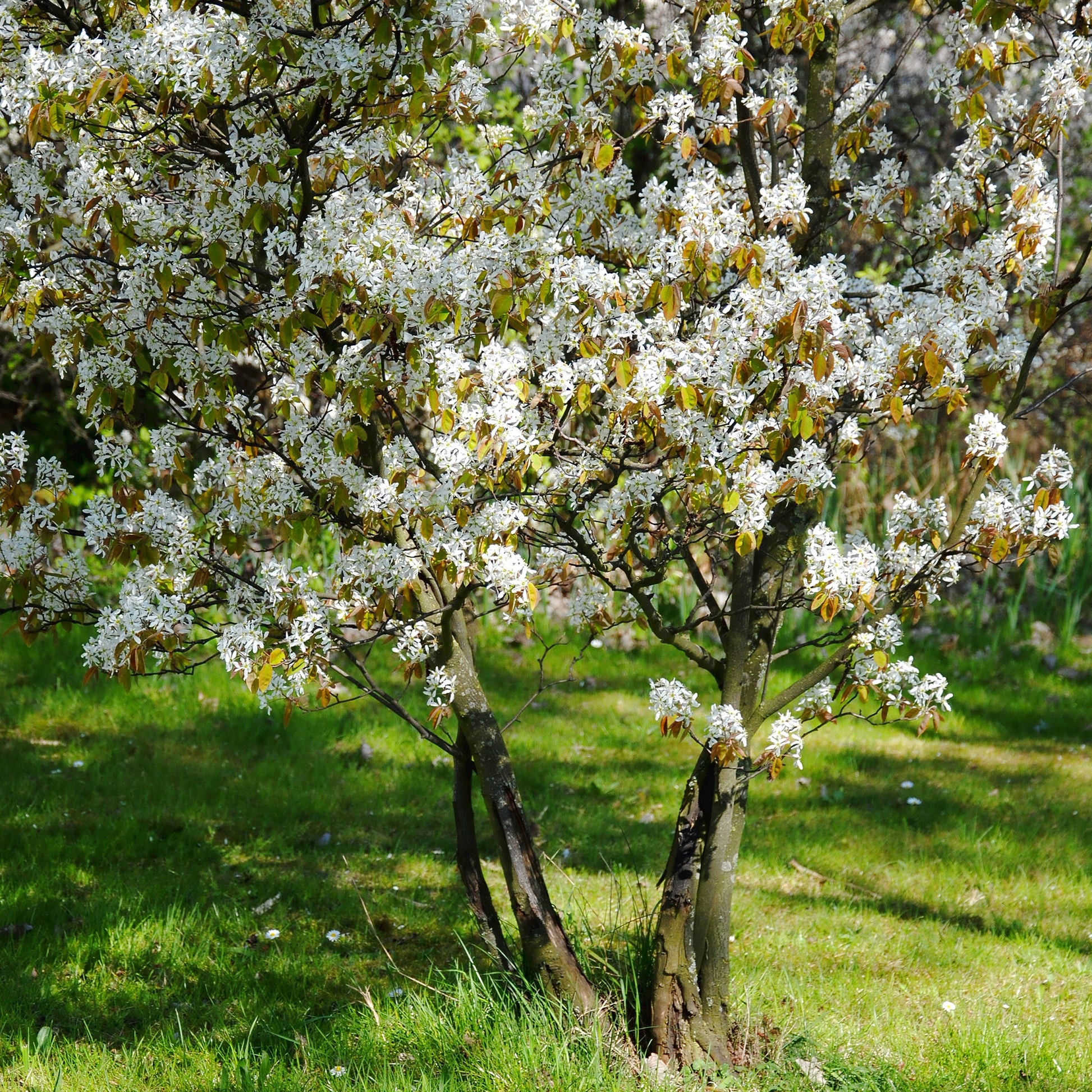 Amelanchier lamarckii - Kupfer-Felsenbirne - Blühende Sträucher