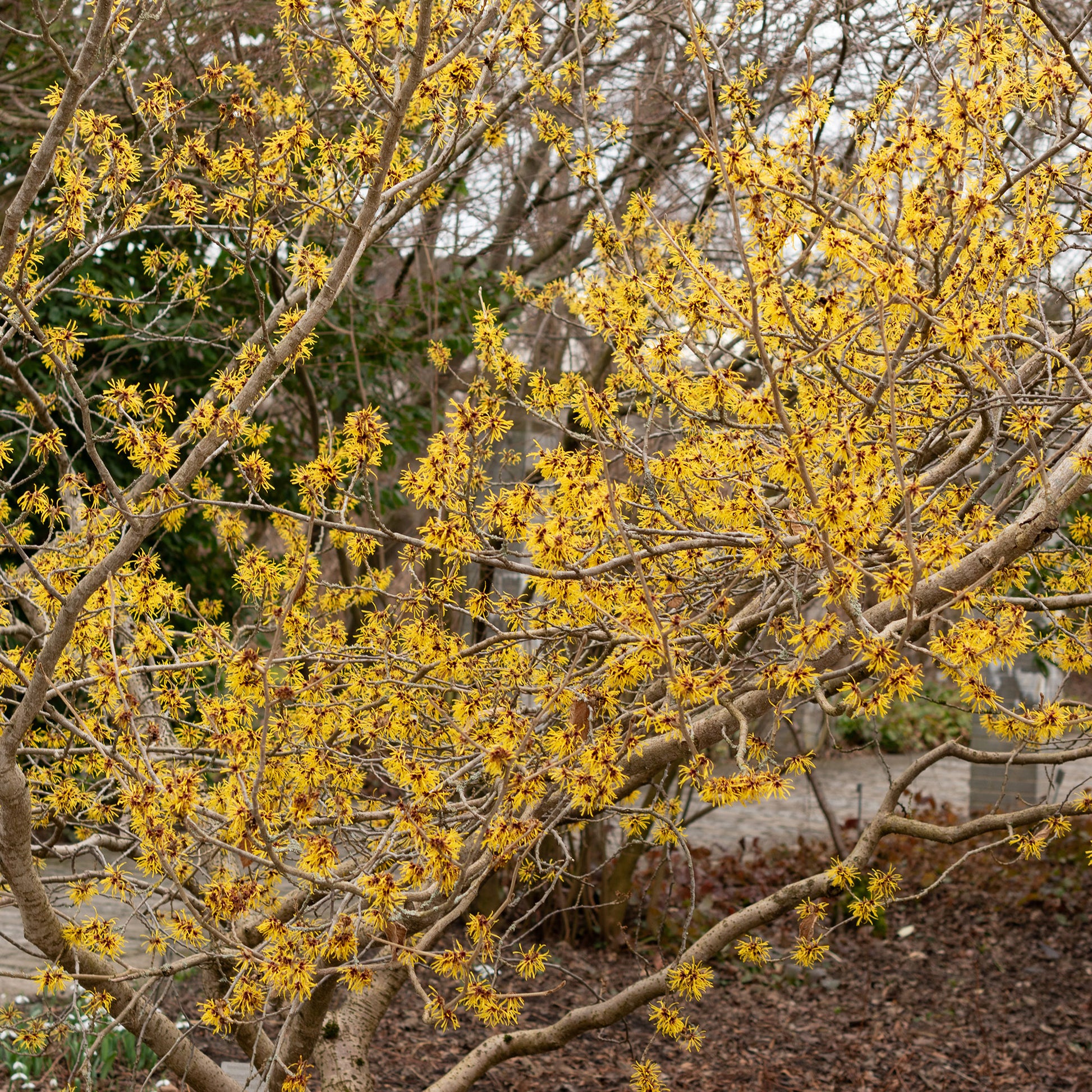 Chinesische Zaubernuss - Hamamelis mollis - Bakker