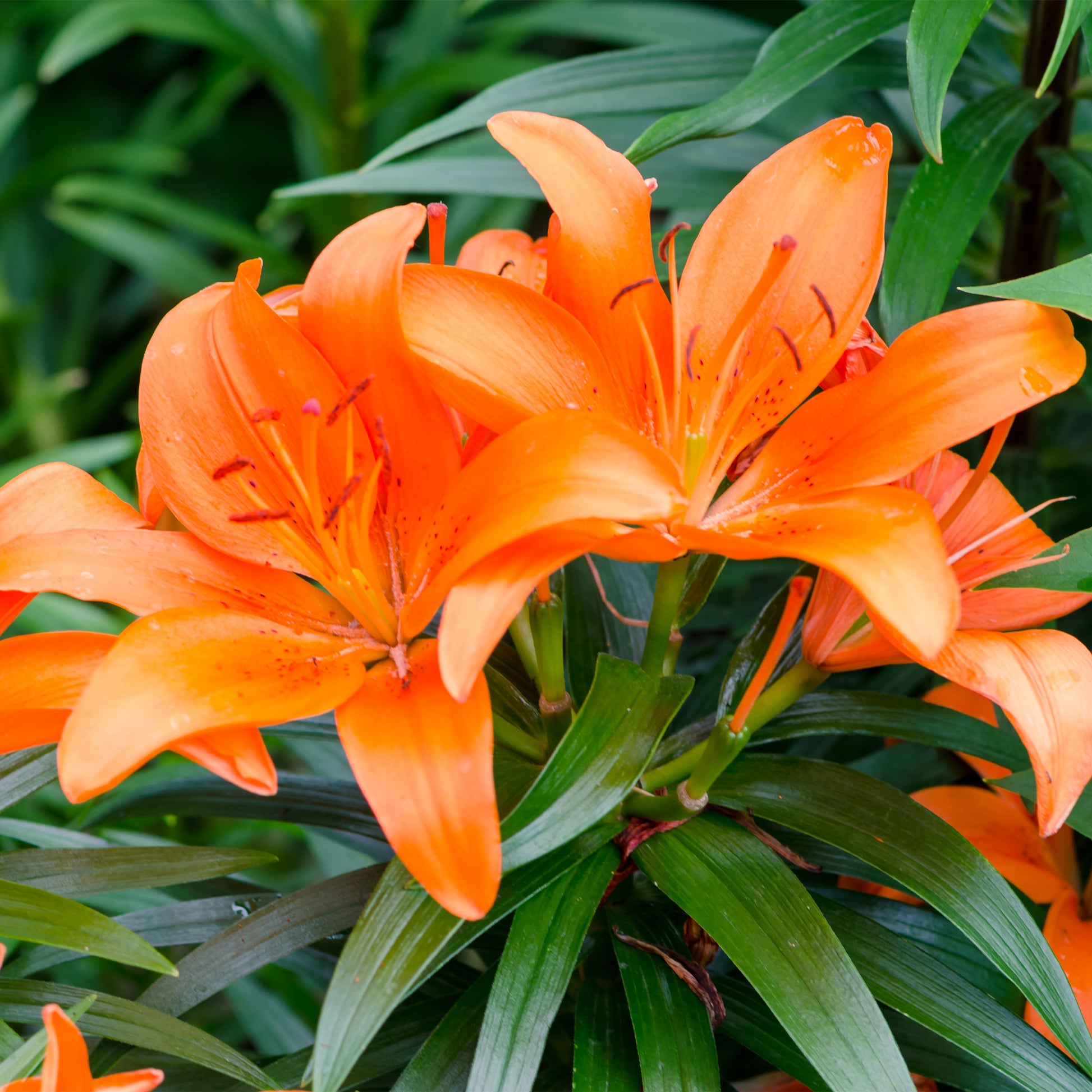 Lilien Orange (x3) - Lilium - Bakker