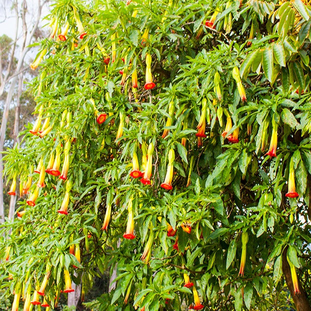 Brugmansia - Engelstrompete rot-gelb - Brugmansia