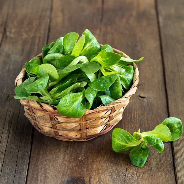Valerianella locusta verte d'etampes - Feldsalat Etampes - Valerianella locusta - Feldsalat