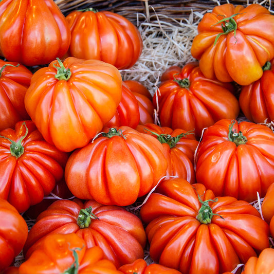 Tomate ‘Beefsteak’ - Bakker