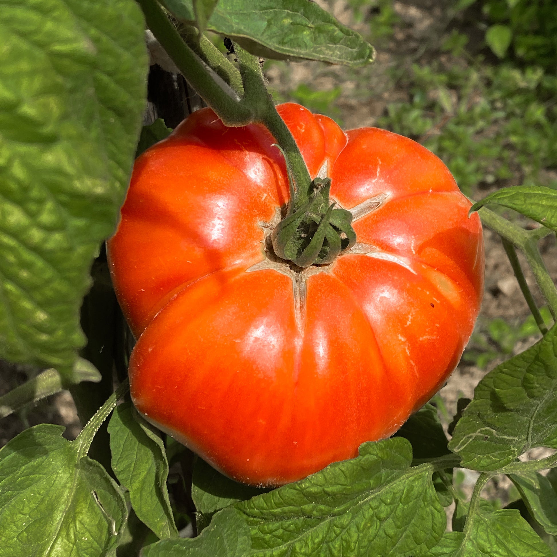 Tomate ‘Beefsteak’ - Solanum lycopersicum beefsteak - Bakker