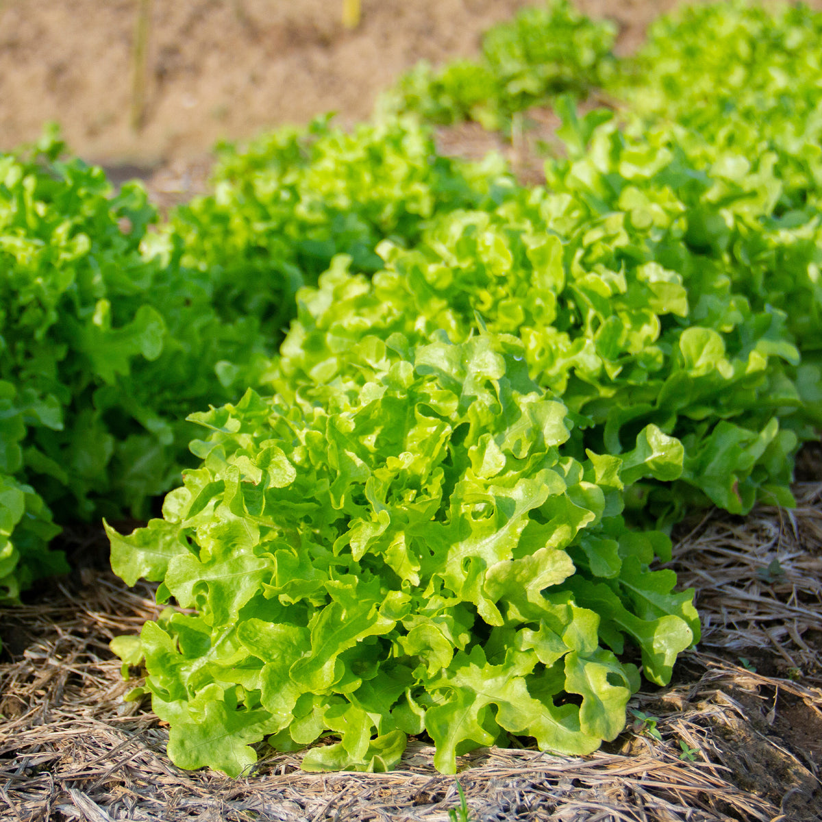 Eichblattsalat - Bakker