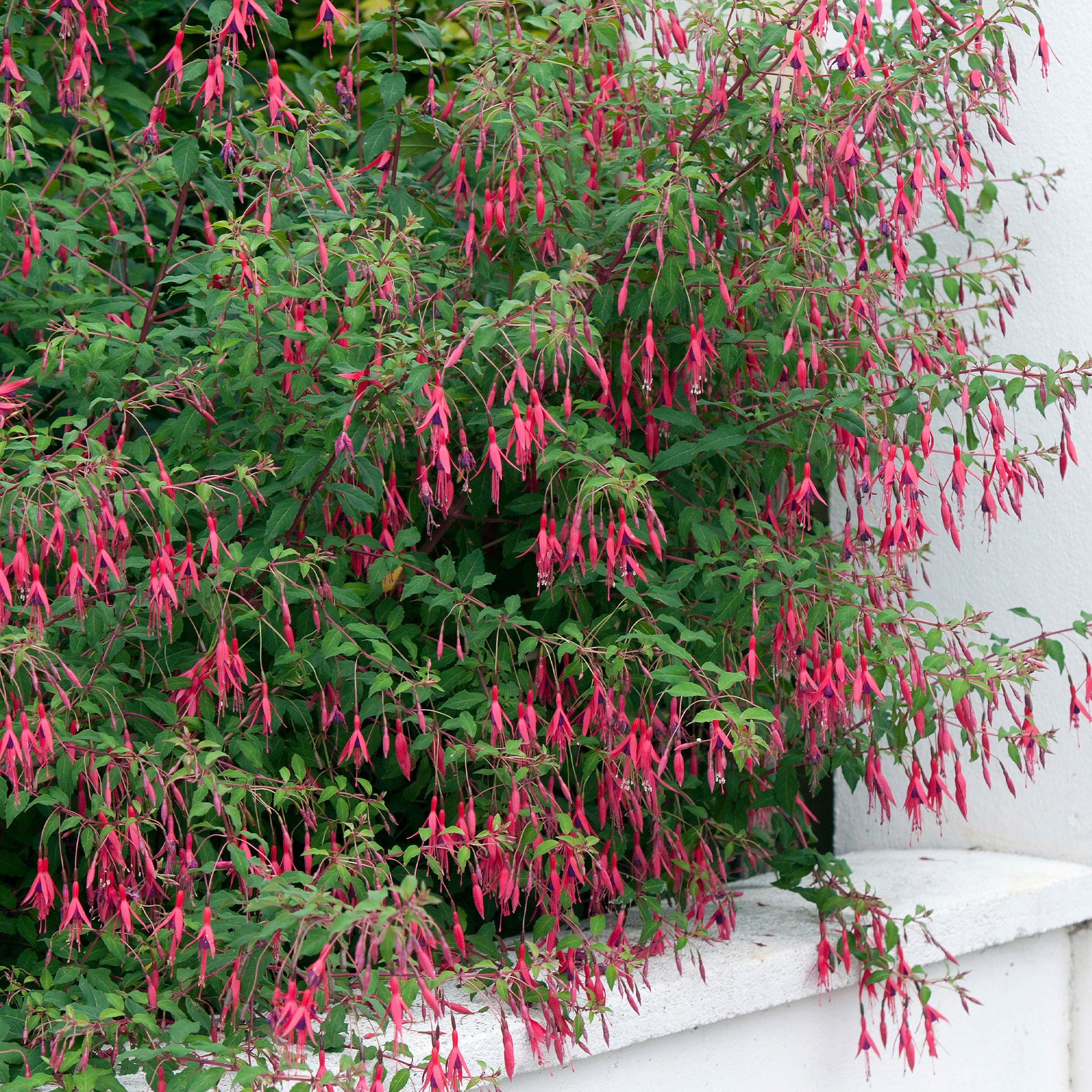 Fuchsie ‘Riccartonii’ - Fuchsien - Bakker