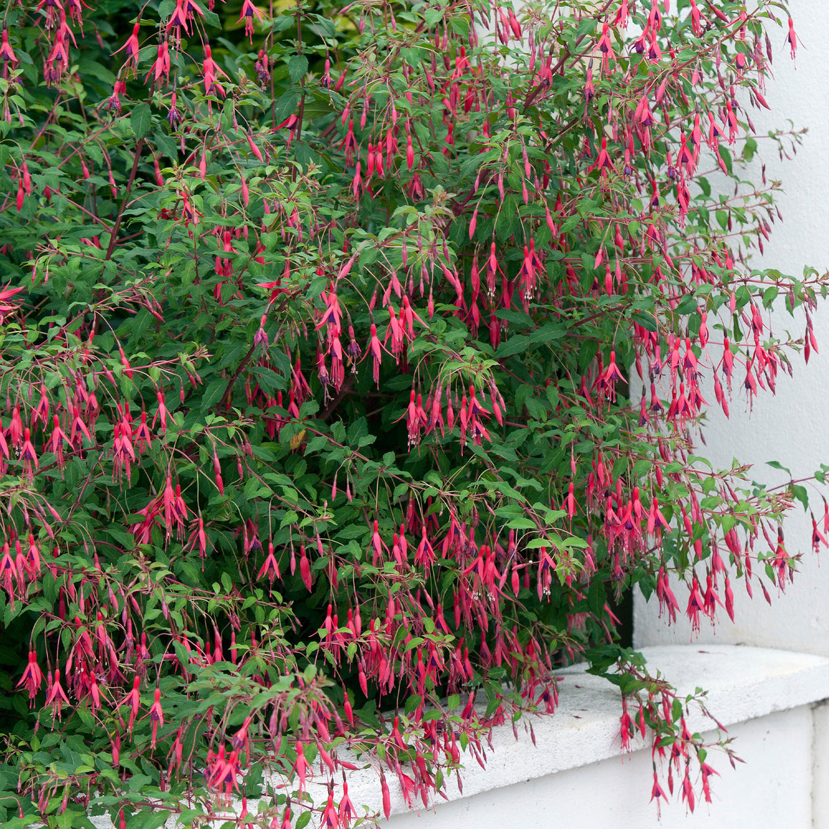 Fuchsie ‘Riccartonii’ - Fuchsien - Bakker