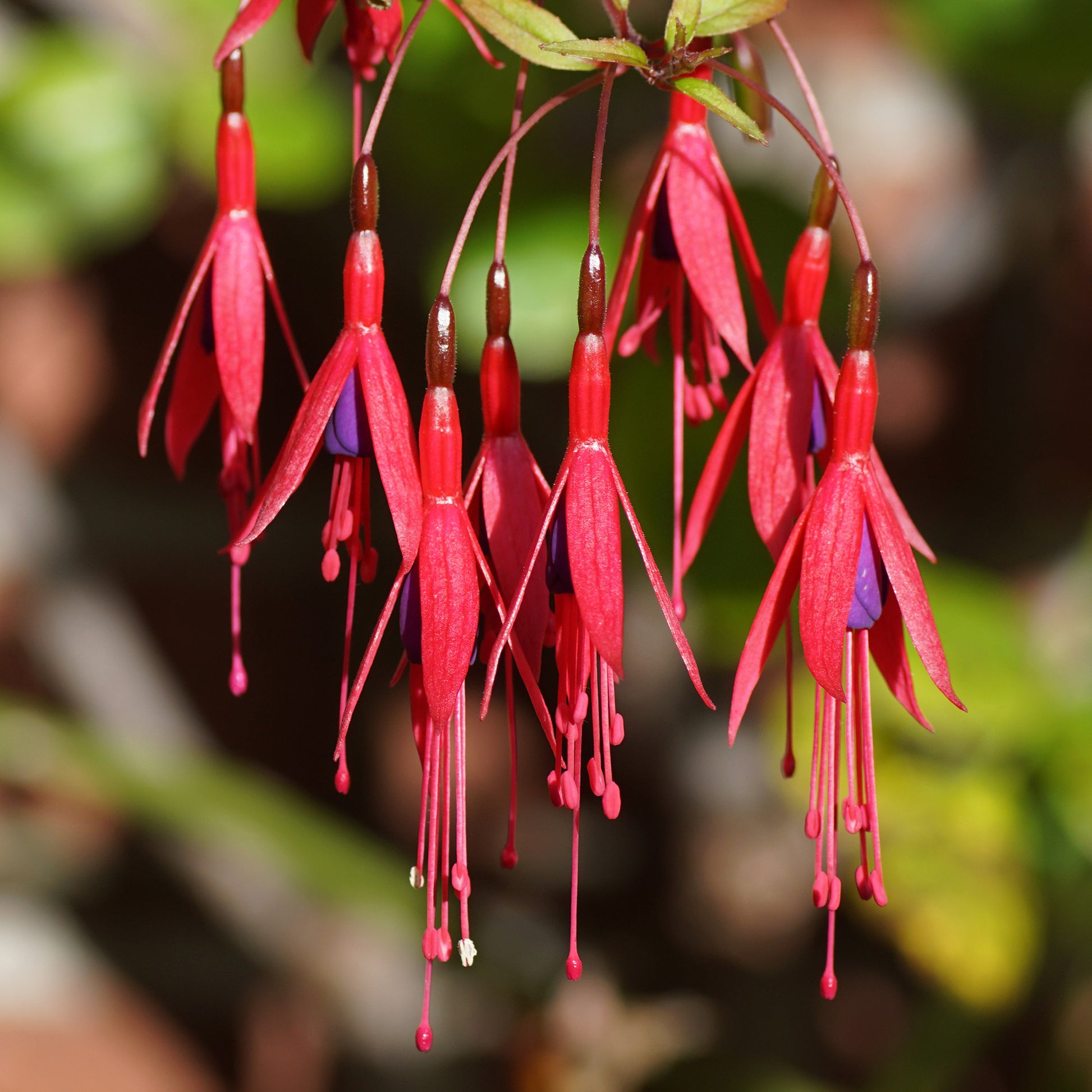 Fuchsie ‘Riccartonii’ - Bakker