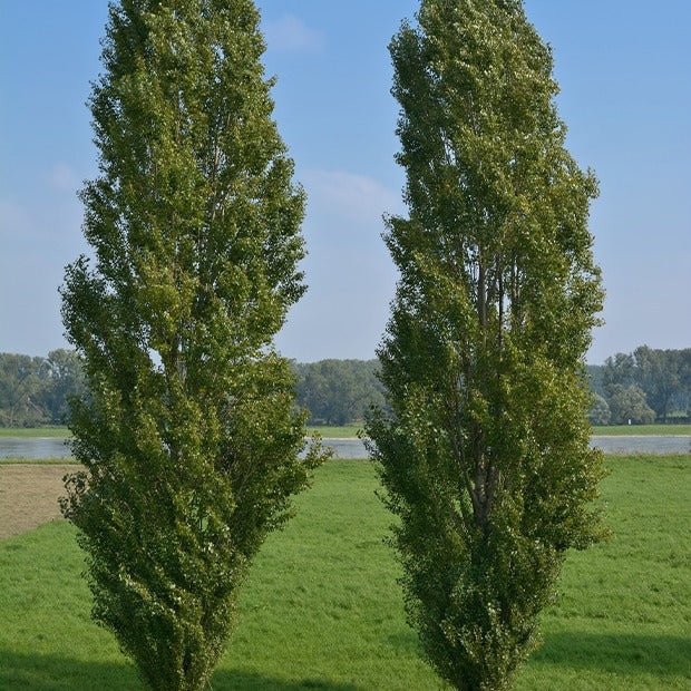 Pappel - Italienische Säulenpappel (x10) - Populus nigra italica