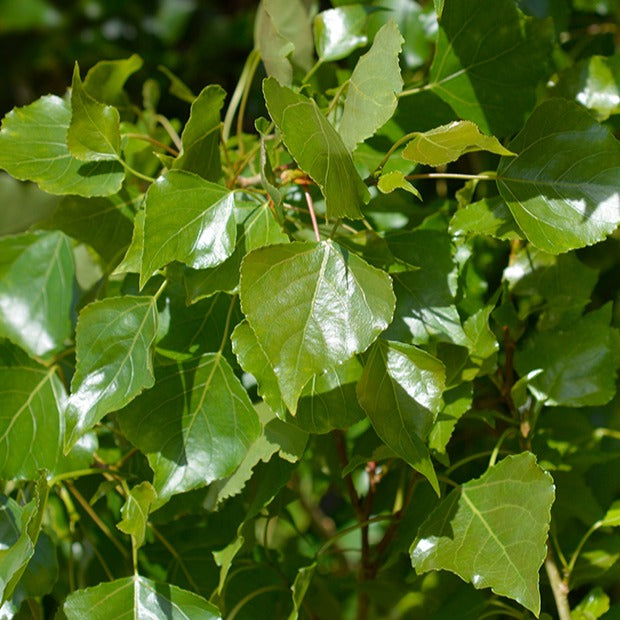Populus nigra italica - Italienische Säulenpappel (x10) - Pappel