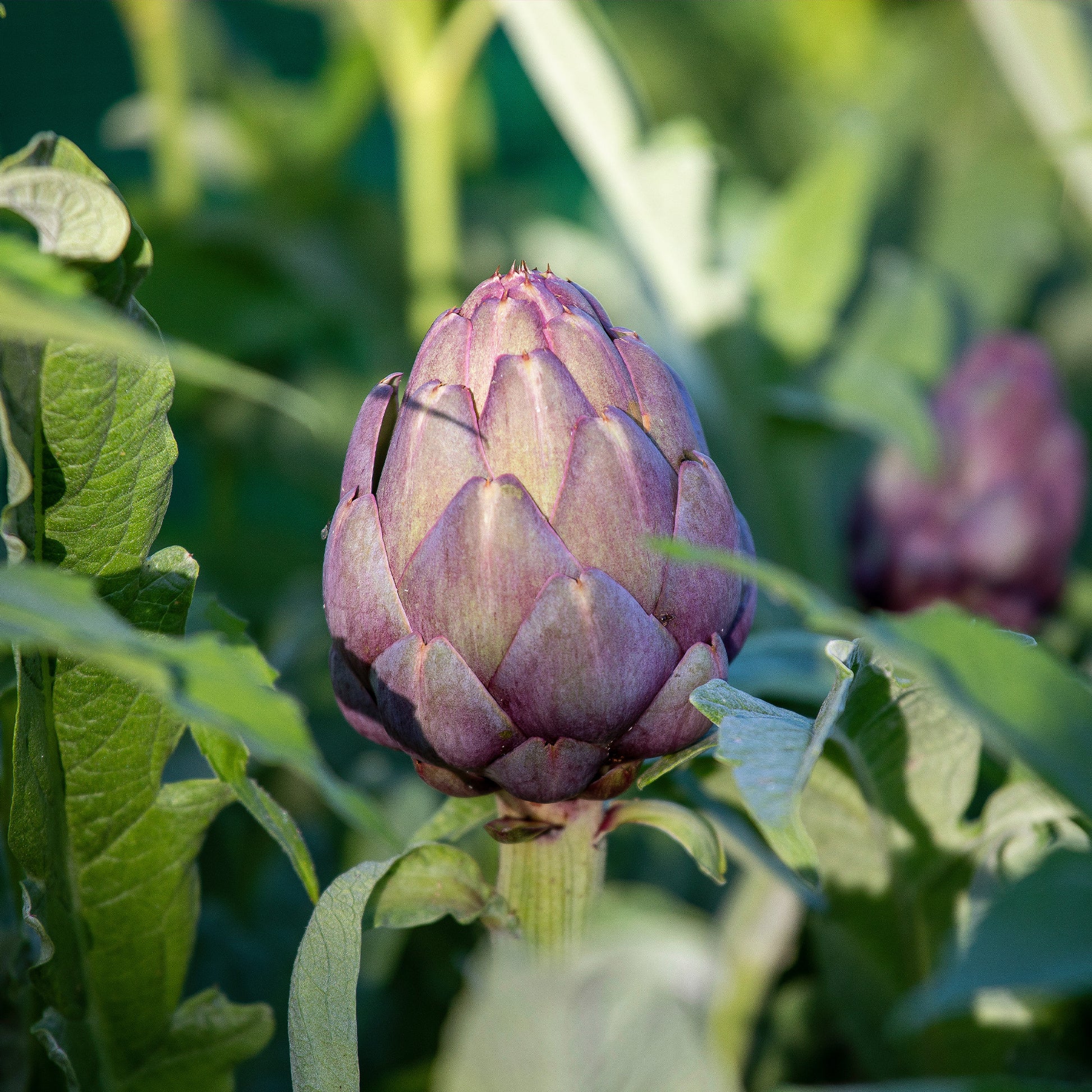 Artischocke ‘Violet de Provence’ - Cynara cardunculus scolymus Violet de Provence - Bakker