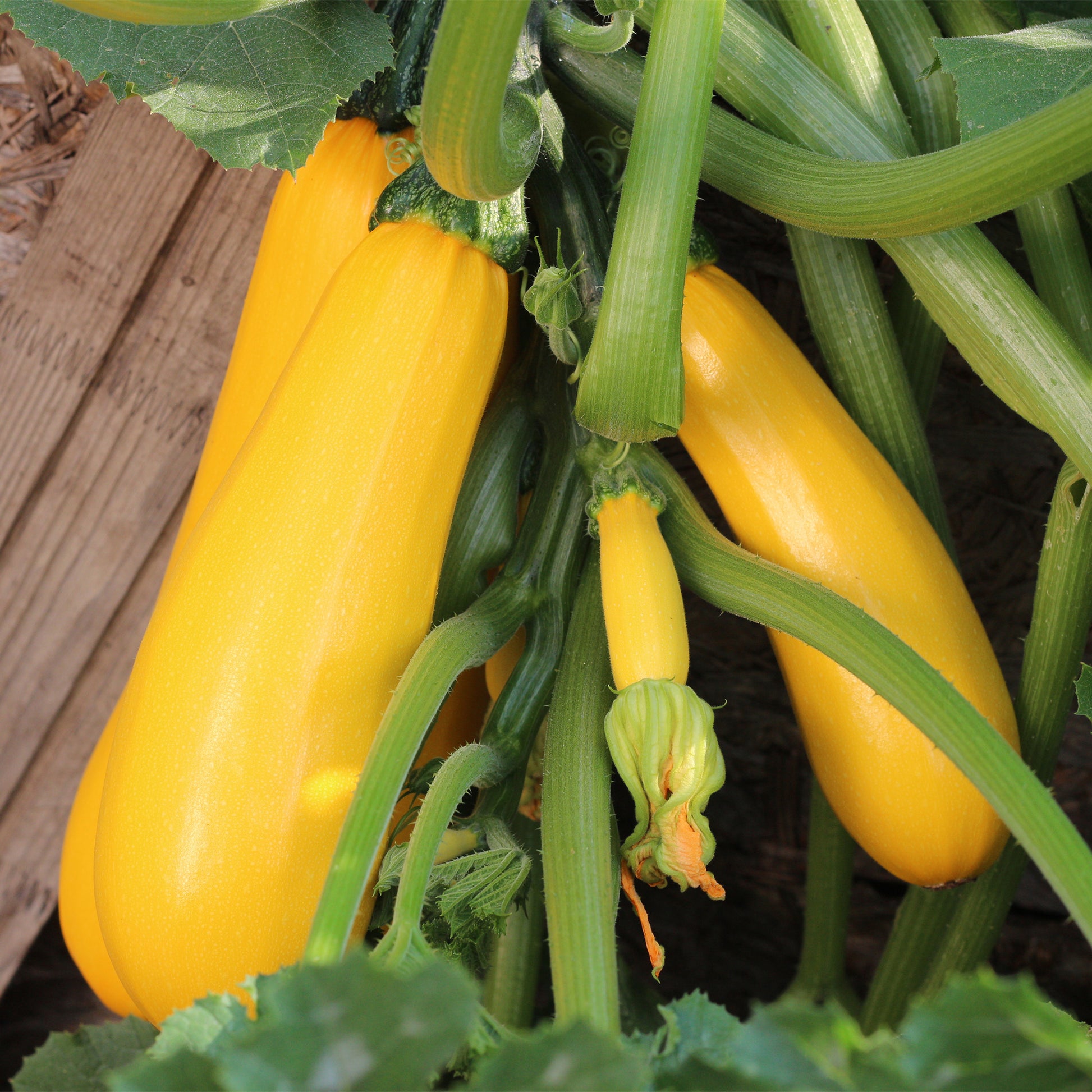 Gemüse-Kollektion für die Sonne - Cucurbita pepo, Solanum melongena, Capsicum annuum, Solanum lycopersicum - Bakker