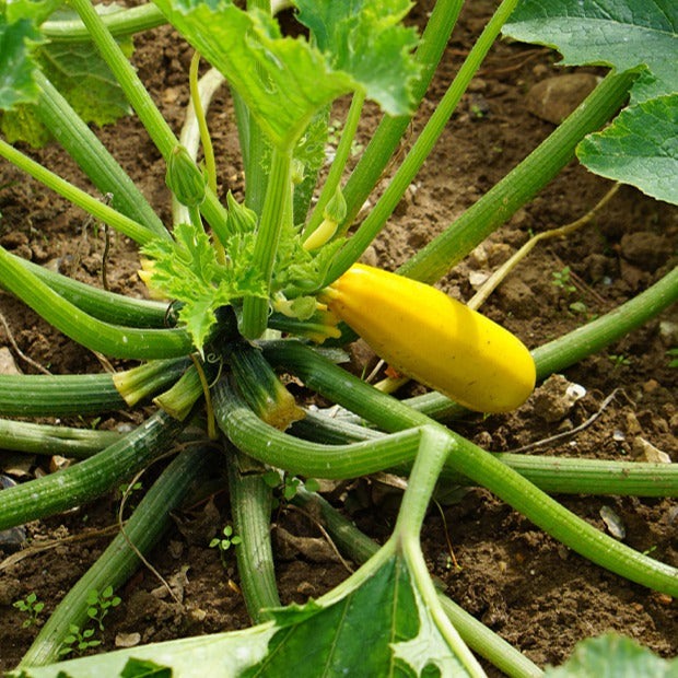 Zucchini Soleil F1 - Cucurbita pepo soleil f1 - Bakker