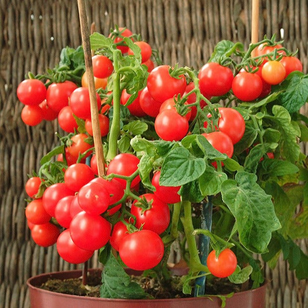 Cherrytomate ‘Minibel’ - Lycopersicon lycopersicum minibel - Bakker