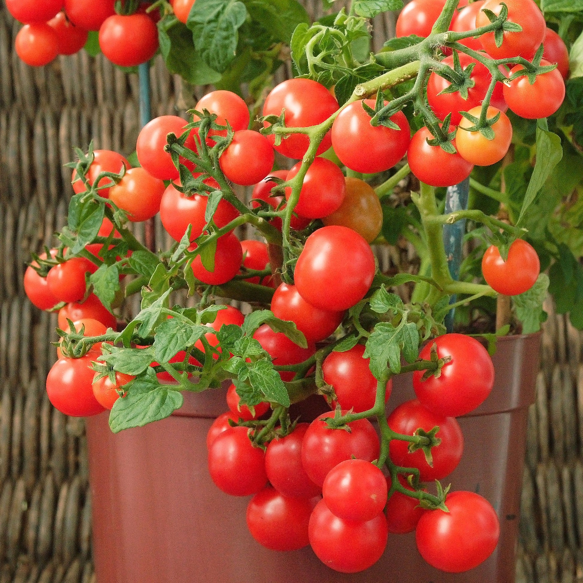 Cherrytomate ‘Minibel’ - Bakker