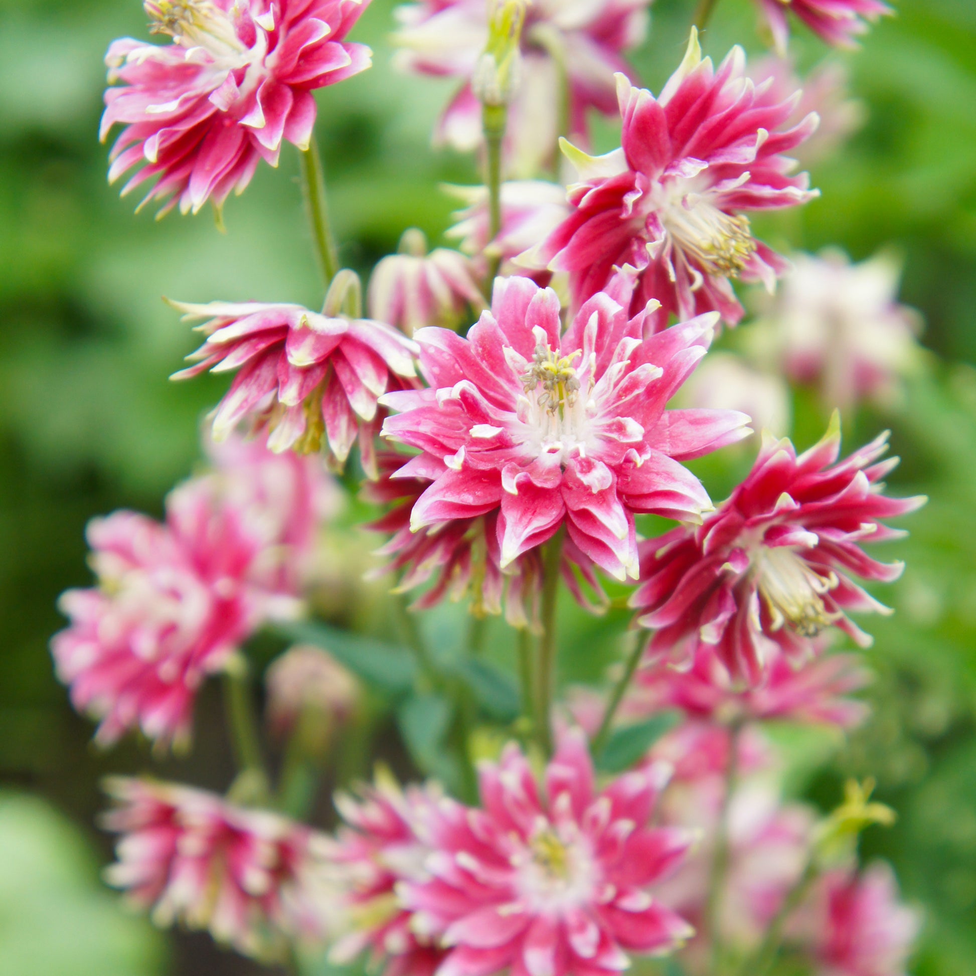 Aquilegia Nora Barlow - Garten-Akelei Nora Barlow - Akelei