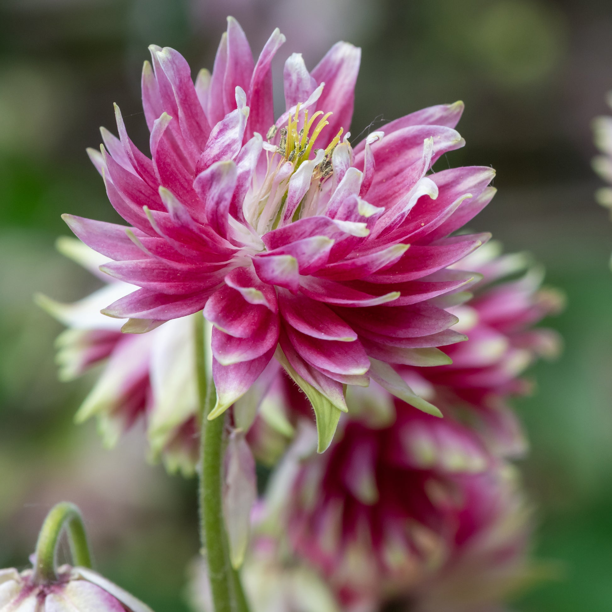 Garten-Akelei Nora Barlow - Aquilegia Nora Barlow - Bakker