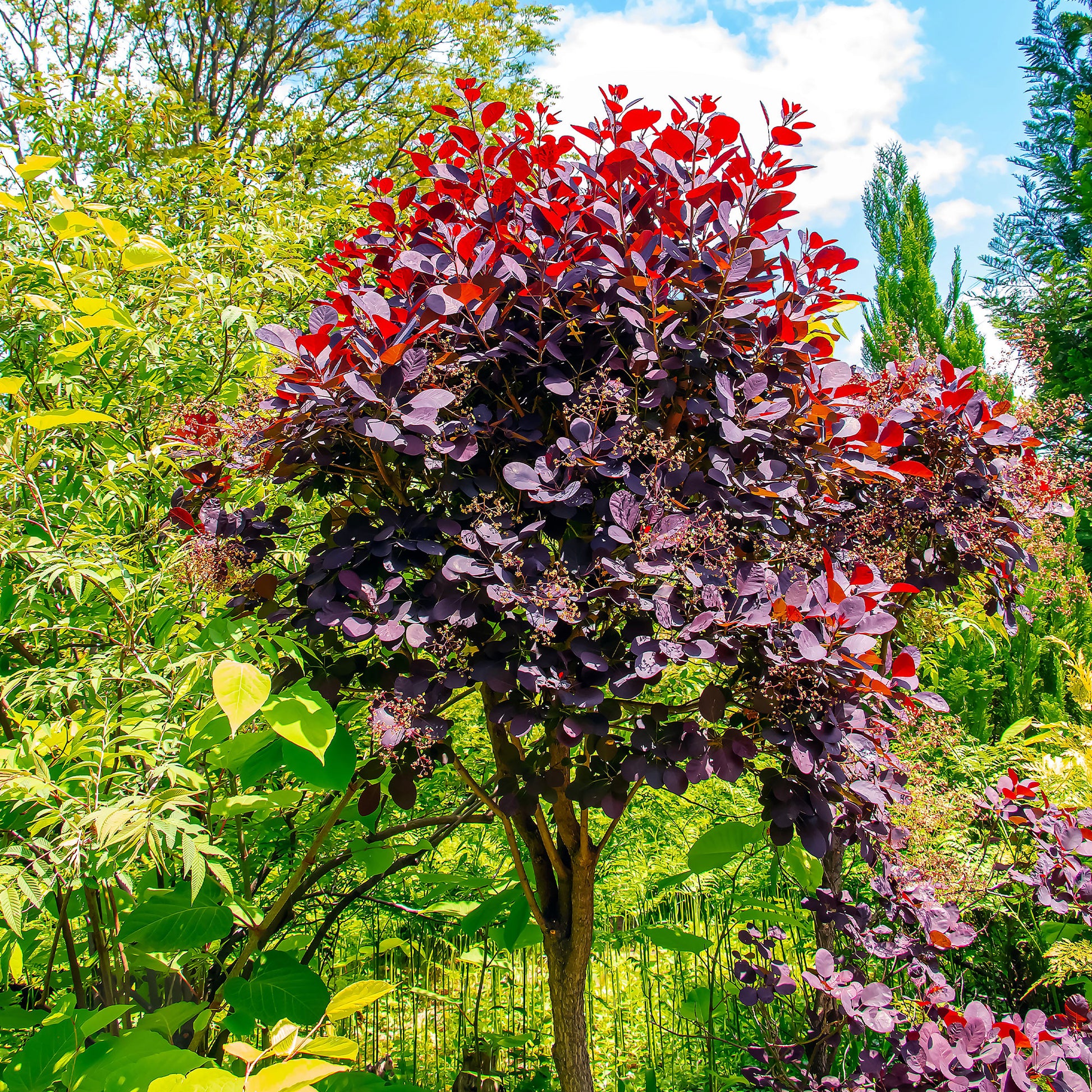 Cotinus coggygria royal purple - Perückenstrauch Cotinus 'Royal Purple' - Blühende Sträucher