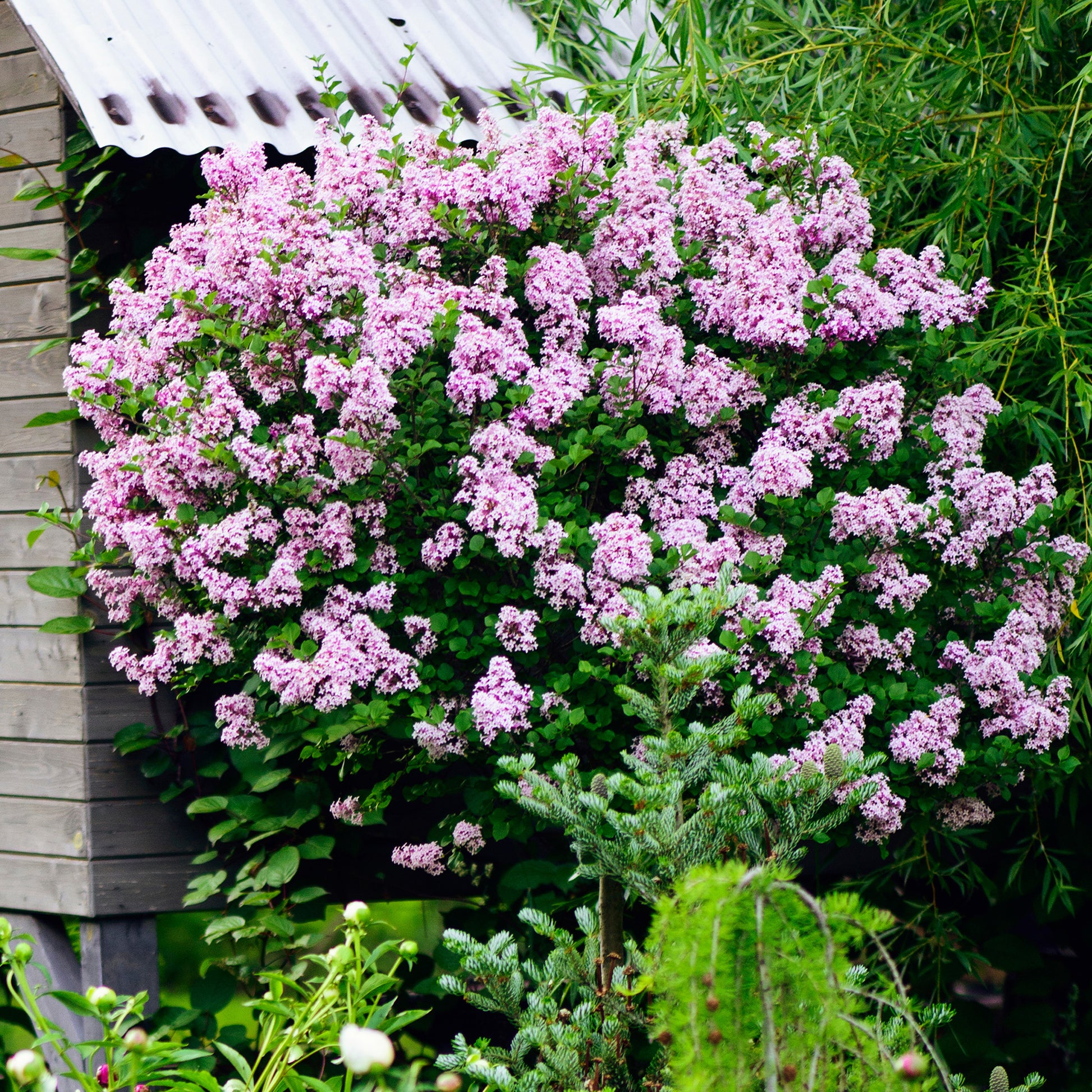 Zwergflieder 'Palibin'™ - Syringa meyeri  palibin - Bakker