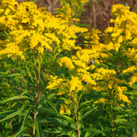 Stauden-Kollektion mit gelber Blüte (x11) - Solidago luteus, alchemilla mollis, hemerocallis stella de oro - Bakker