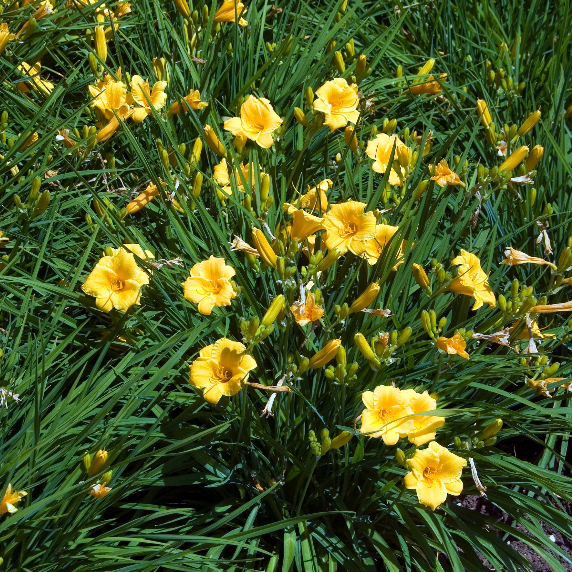 Blühende Stauden - Stauden-Kollektion mit gelber Blüte (x11) - Solidago luteus, alchemilla mollis, hemerocallis stella de oro