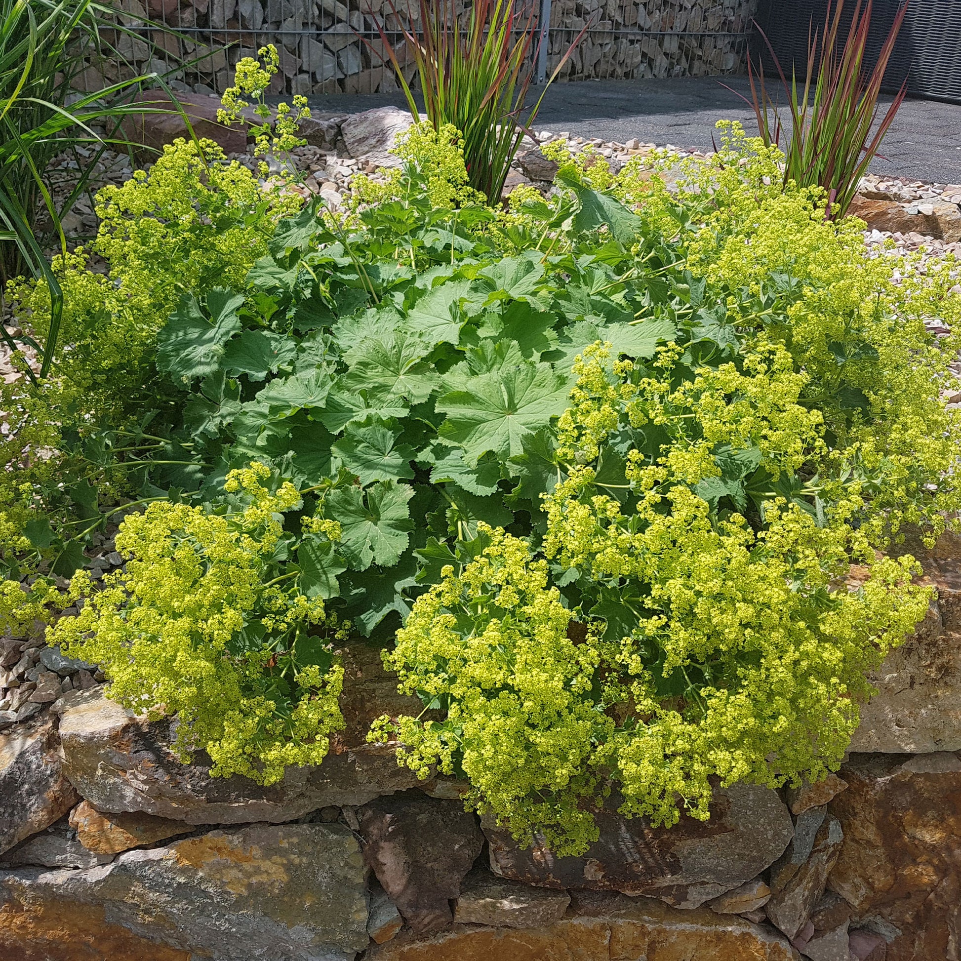 Solidago luteus, alchemilla mollis, hemerocallis stella de oro - Stauden-Kollektion mit gelber Blüte (x11) - Blühende Stauden