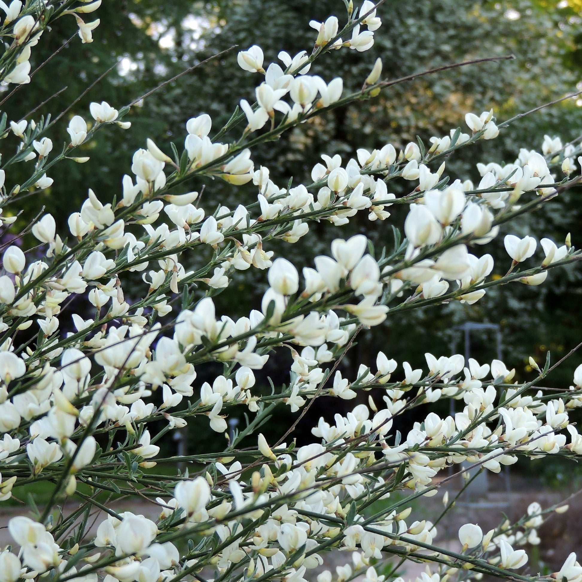 Cytisus praecox allgold, albus, boskoop ruby - Farben Ginsterhecke weiß, rot und gelb (x3) - Blühende Sträucher