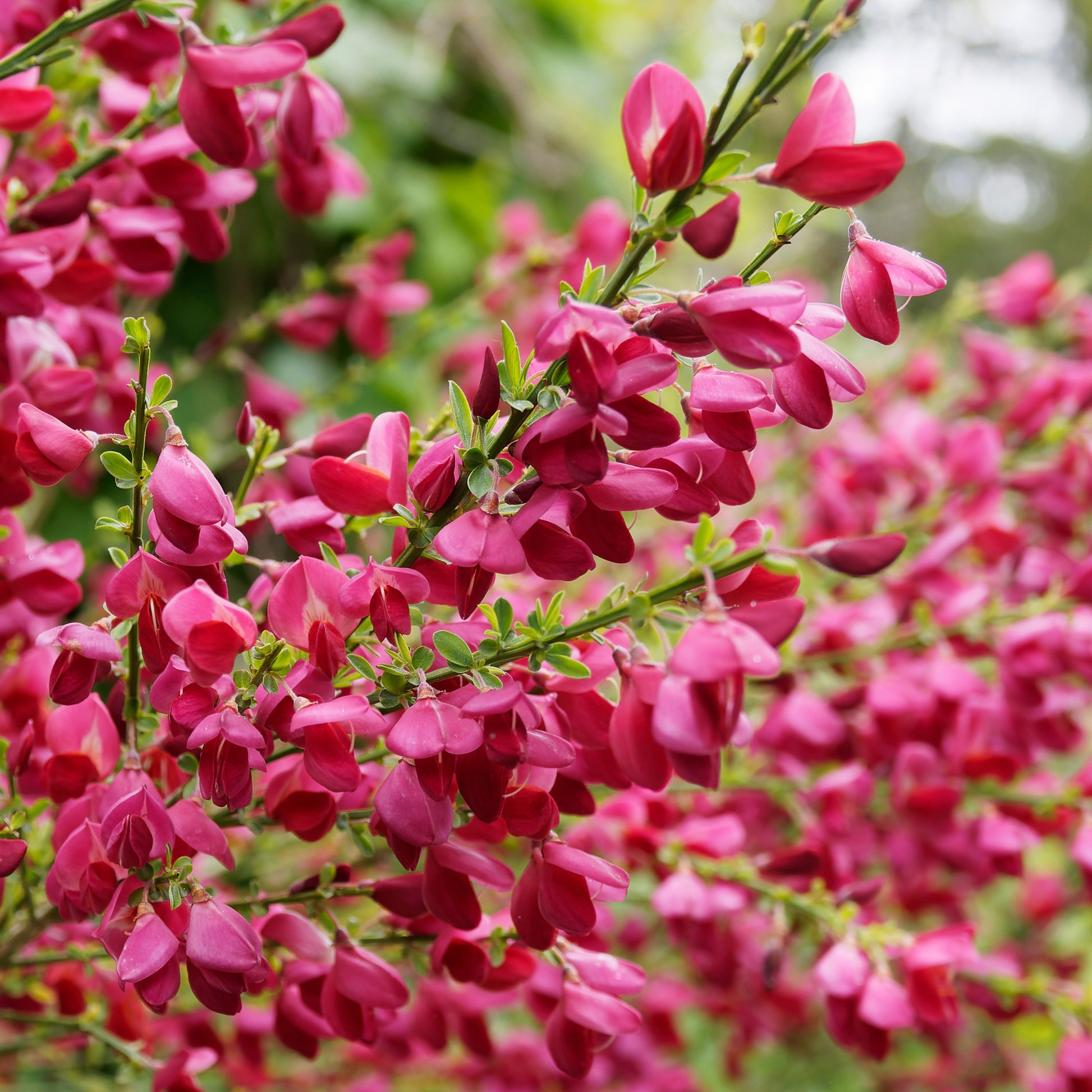 Blühende Sträucher - Farben Ginsterhecke weiß, rot und gelb (x3) - Cytisus praecox allgold, albus, boskoop ruby