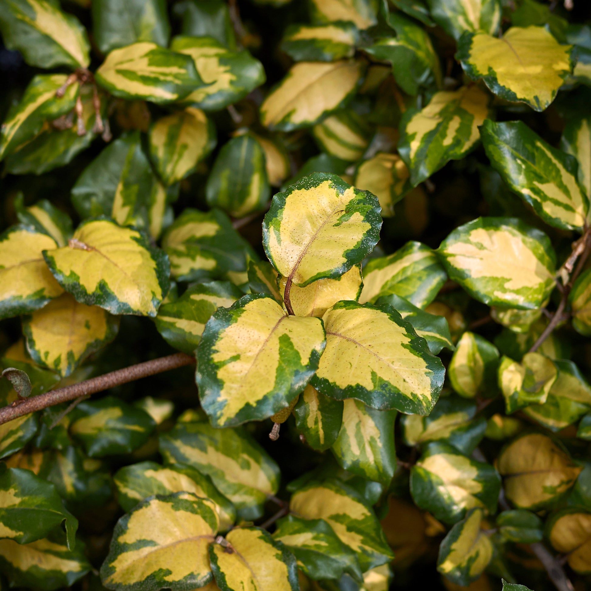 Eleagnus pungens maculata - Silber-Ölweide ‘Maculata’ - Eleagnus