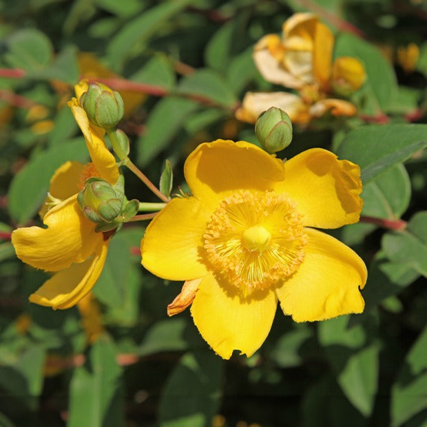 Johanniskraut Hidcote - Hypericum hidcote - Bakker