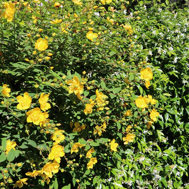 Johanniskraut Hidcote - Bakker