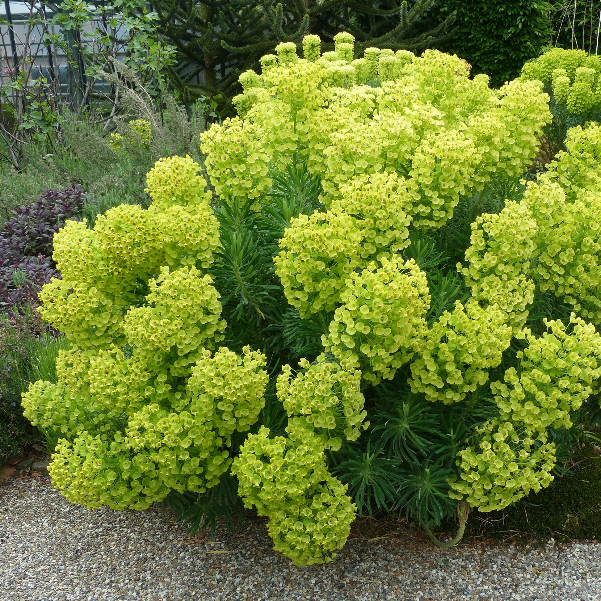 Wolfsmilch ‘Wulfenii’ - Euphorbia characias ssp. Wulfenii - Bakker