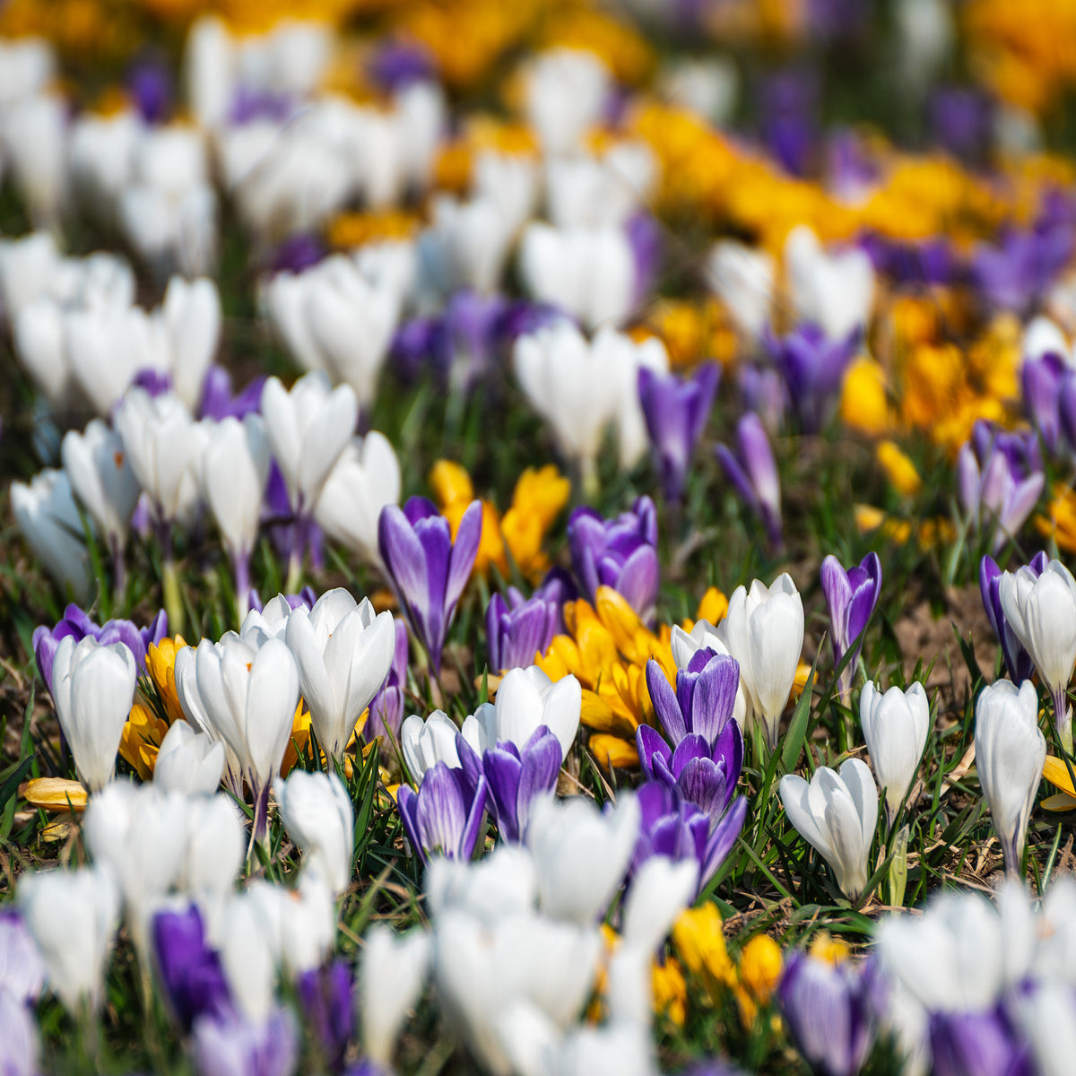 Botanische Krokusse Mischung (x50)