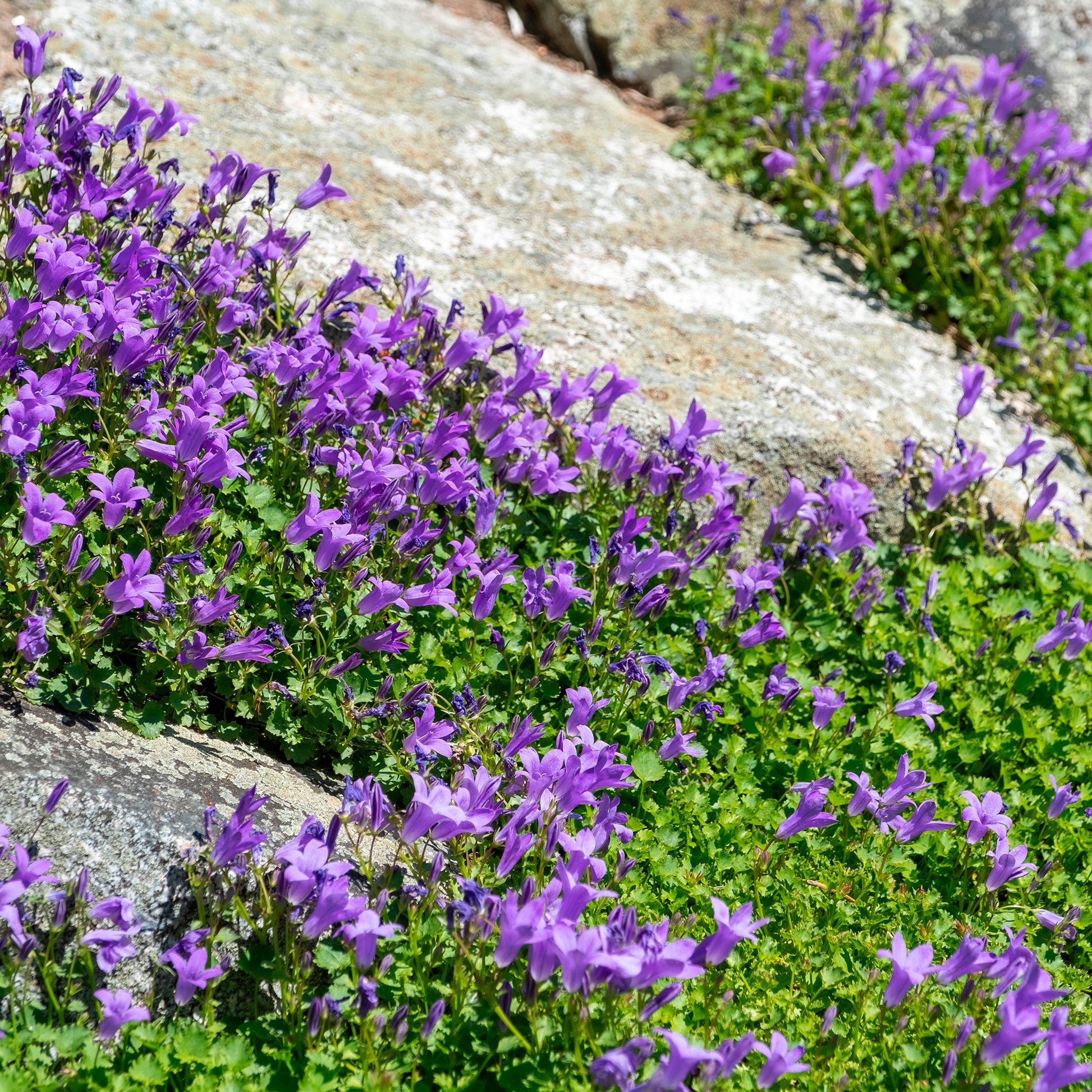 Mauer-Glockenblume - Campanula portenschlagiana - Bakker