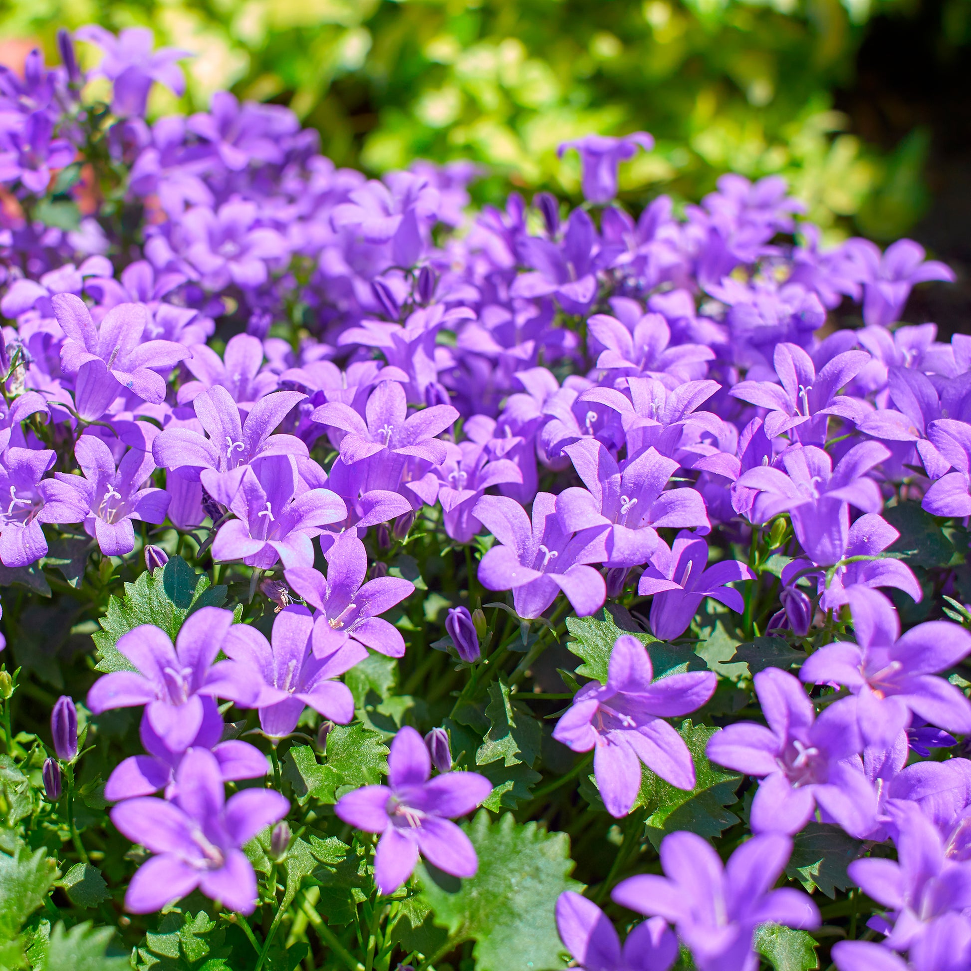 Verkauf Mauer-Glockenblume
