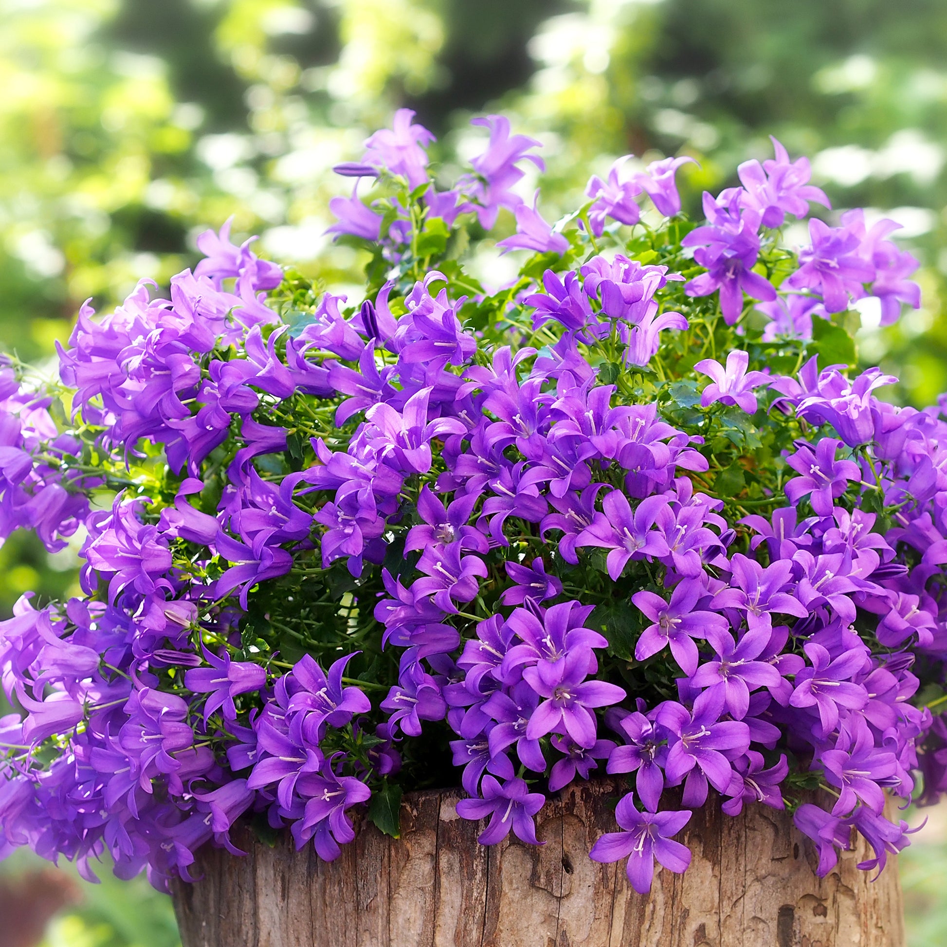Verkauf Mauer-Glockenblume - Campanula portenschlagiana