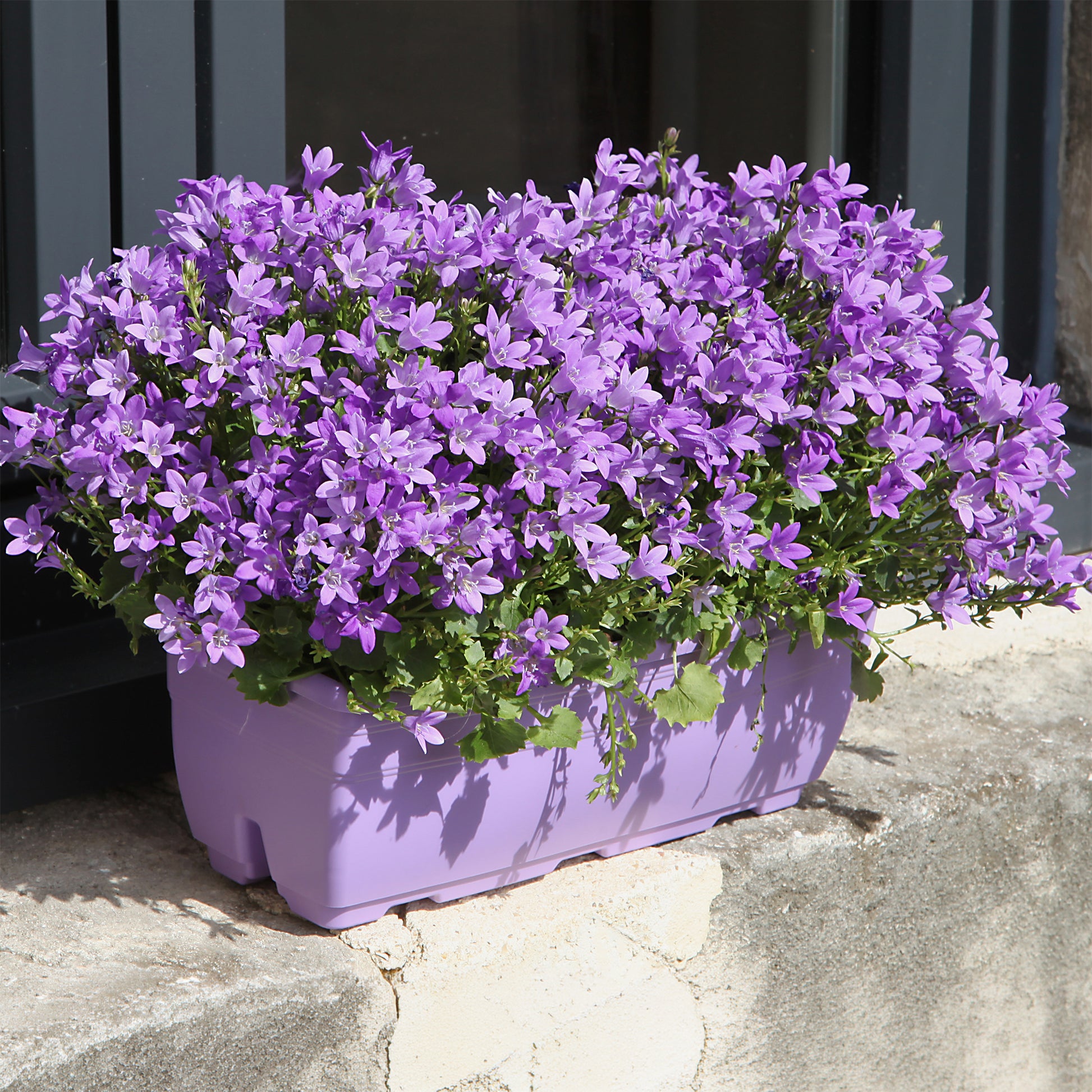 Mauer-Glockenblume - Glockenblumen - Bakker