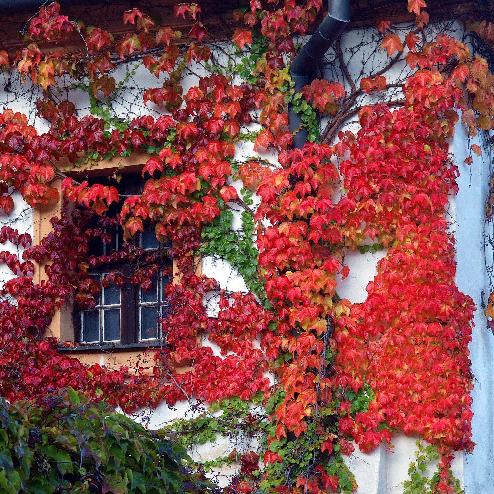 Kletterpflanzen - Kletterpflanzen Kollektion (x3) - Lonicera heckrottii American Beauty, Clematis patens Piilu, Parthenocissus tricuspidata Veitchii