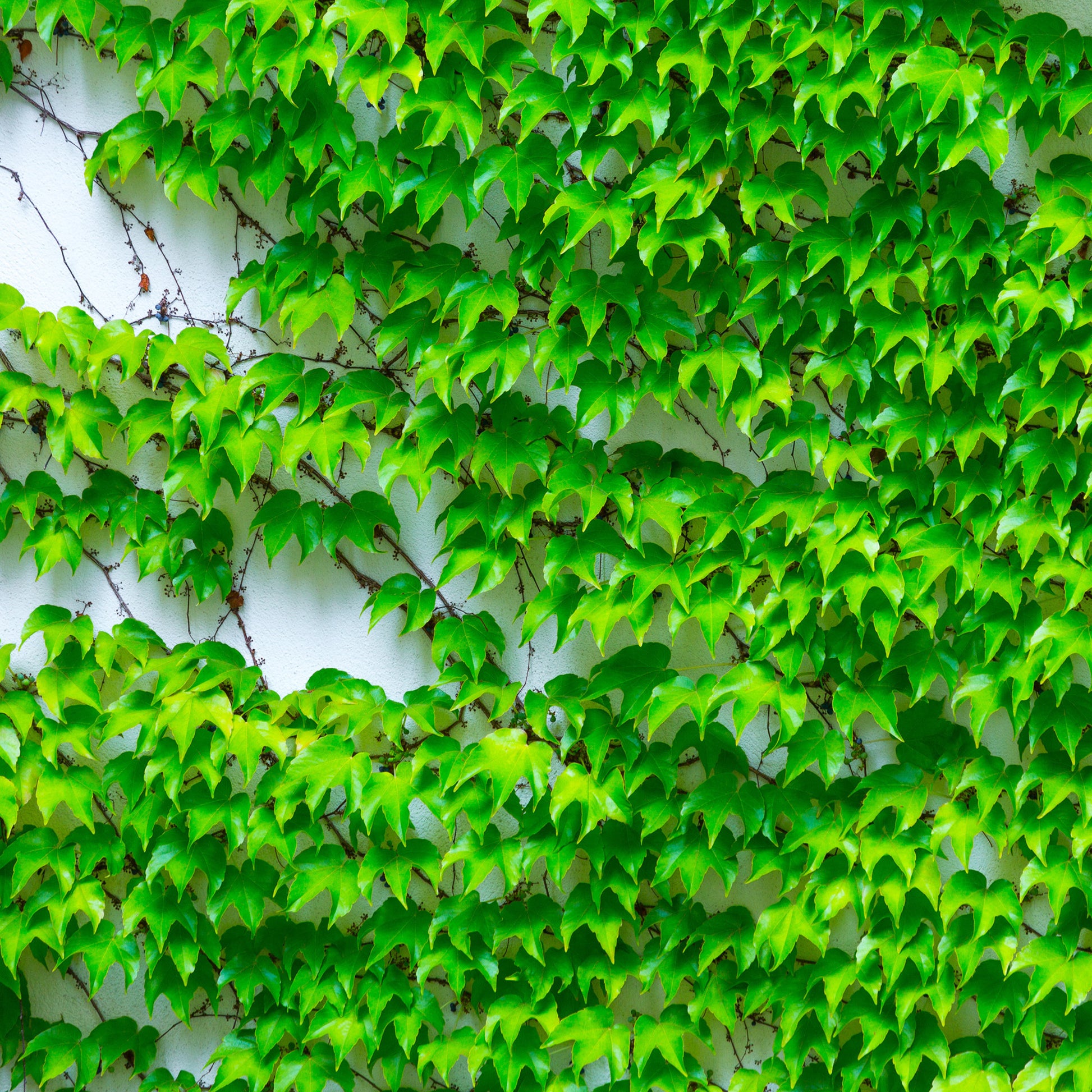 Parthenocissus tricuspidata Veitchii - Jungfernrebe - Kletterpflanzen