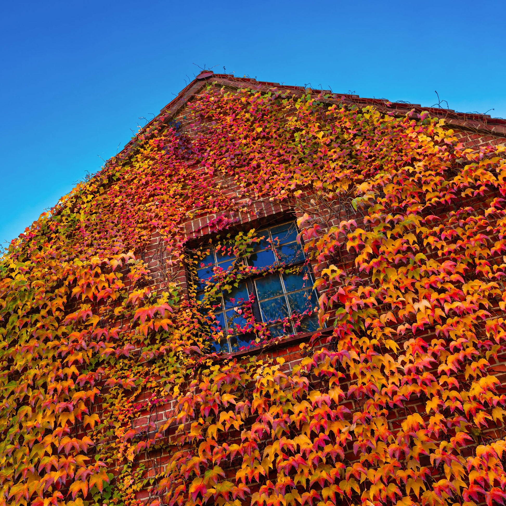 Kletterpflanzen - Jungfernrebe - Parthenocissus tricuspidata Veitchii