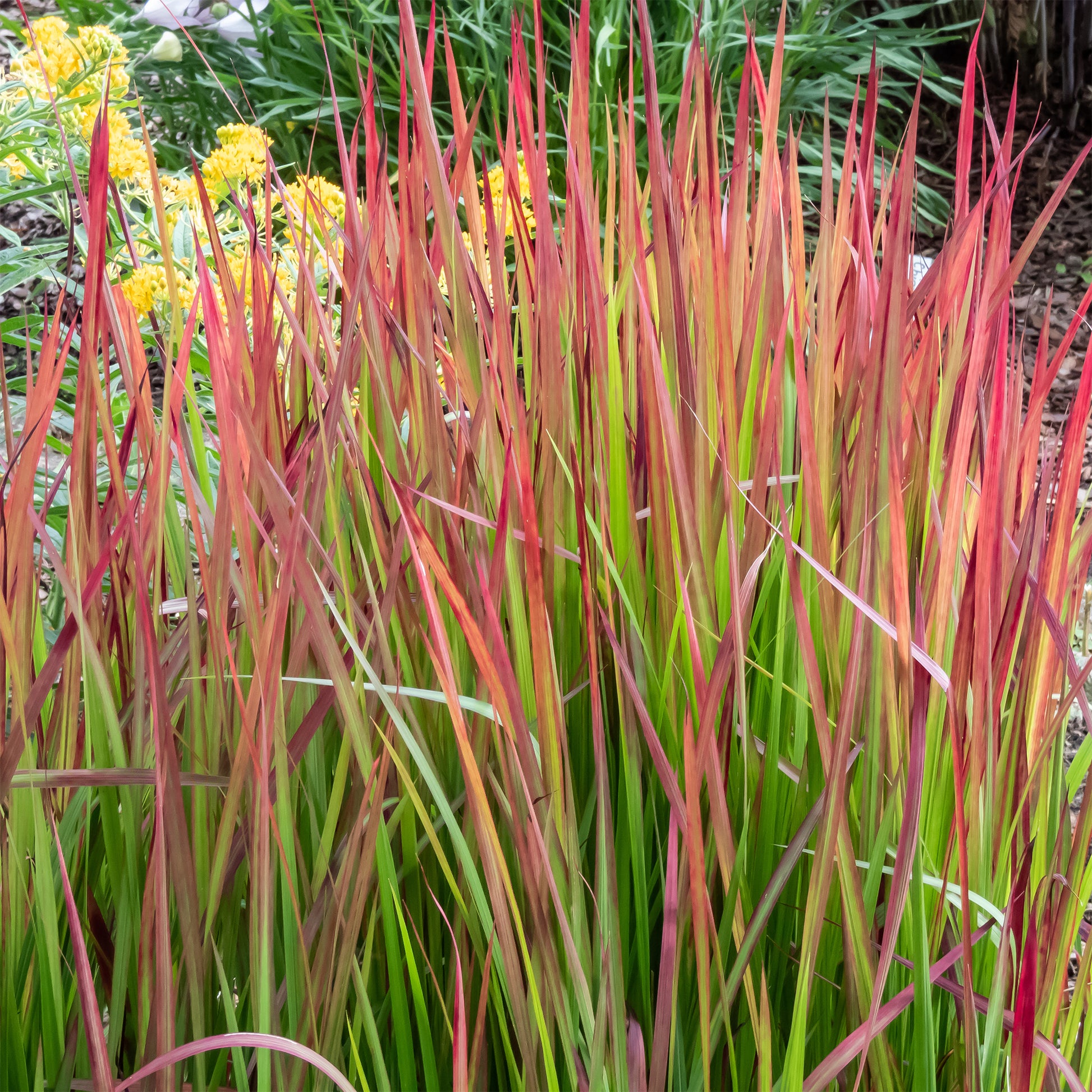 Japanisches Blutgras 'Red Baron' - Imperata cylindrica Red Baron - Bakker