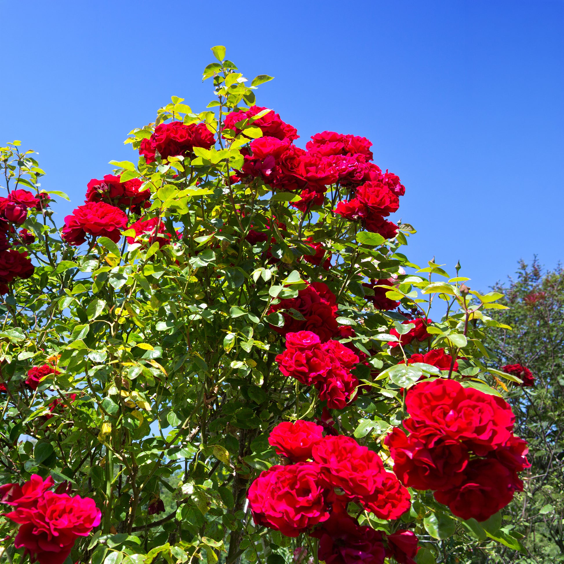 Verkauf Kletterrose ‘Santana’® - Rosa santana ®