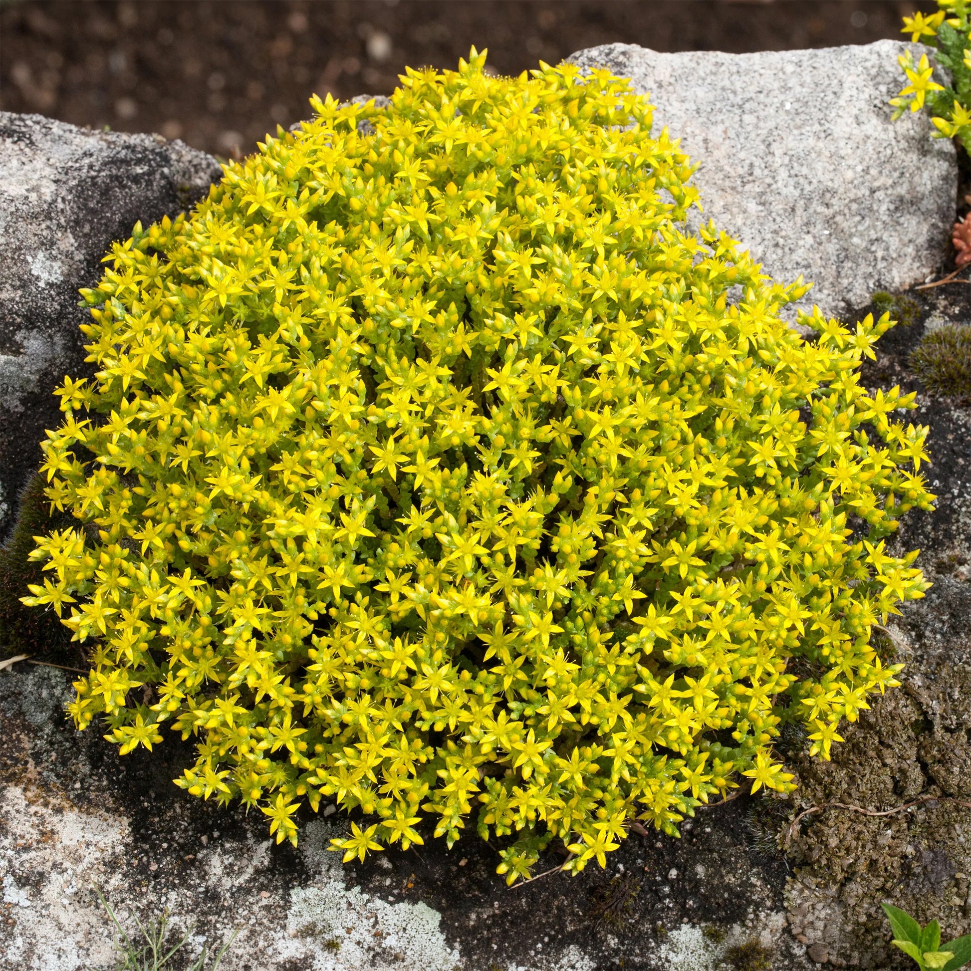 Sedum acre, Phlox subulata McDaniel's Cushion - 4 bodendeckende Stauden für den Steingarten - Blühende Stauden