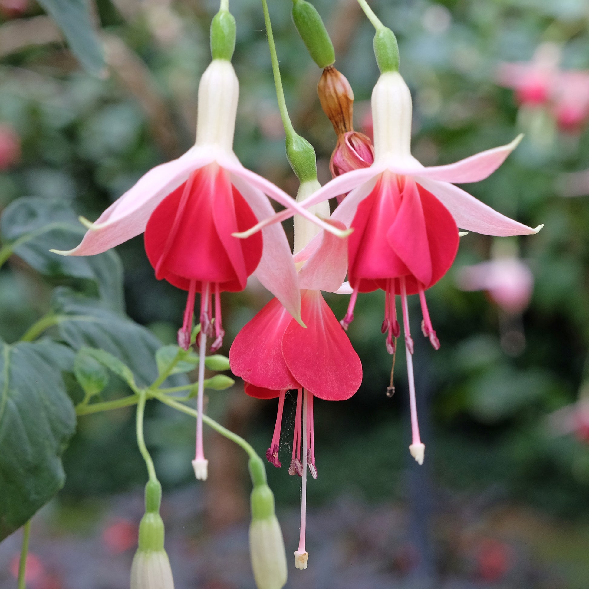 Fuchsia 'Celia Smedley' (x3) - Bakker