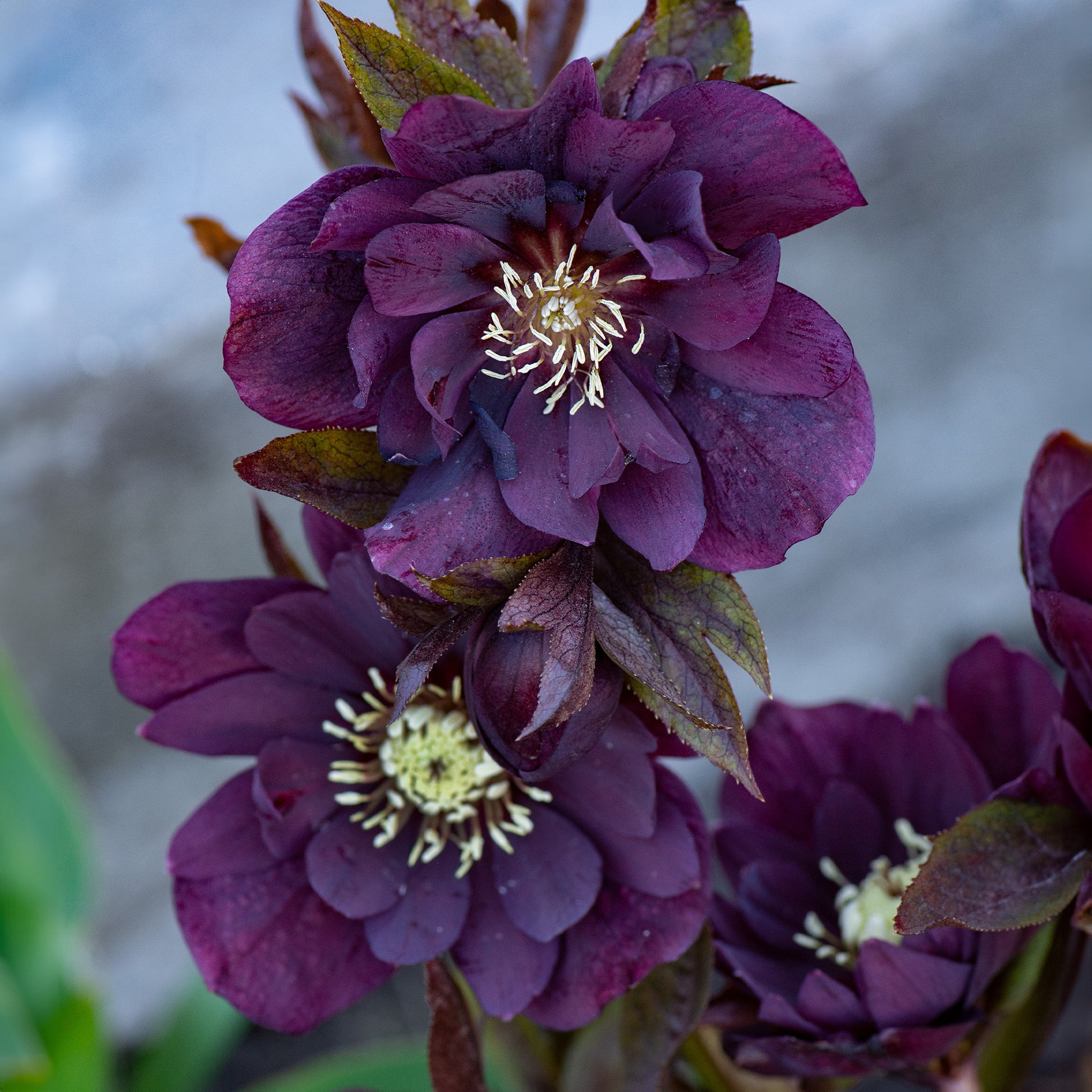 Verkauf gefüllte violette Helleborus Ellen (x2) - Helleborus orientalis Double Ellen Purple