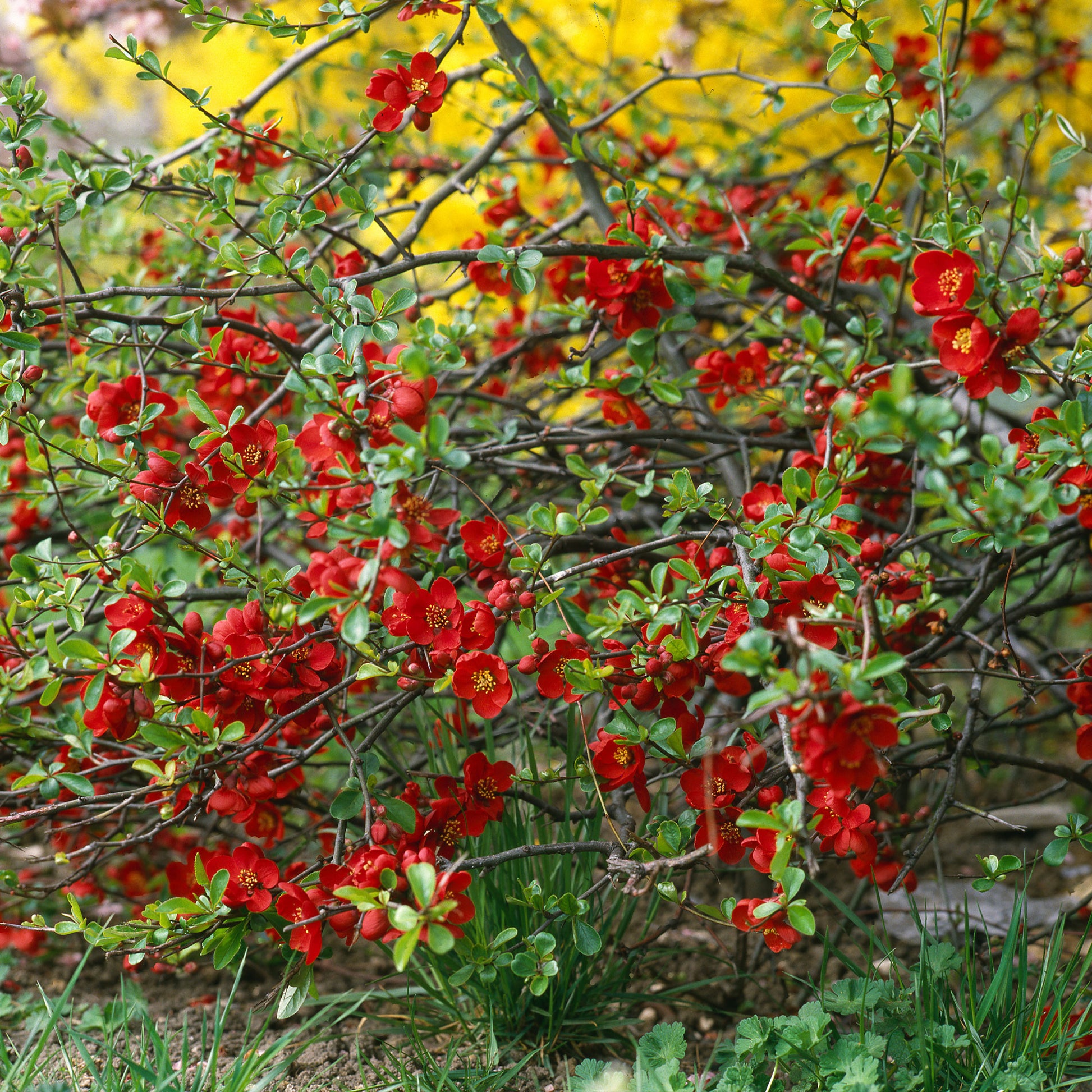 Zierquitte Crimson and Gold - Bakker