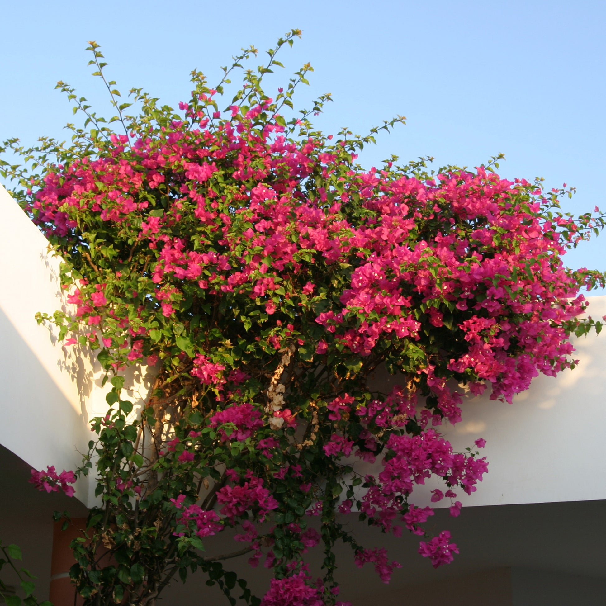 Bougainvillea rosa - Bougainvillea pink - Bakker