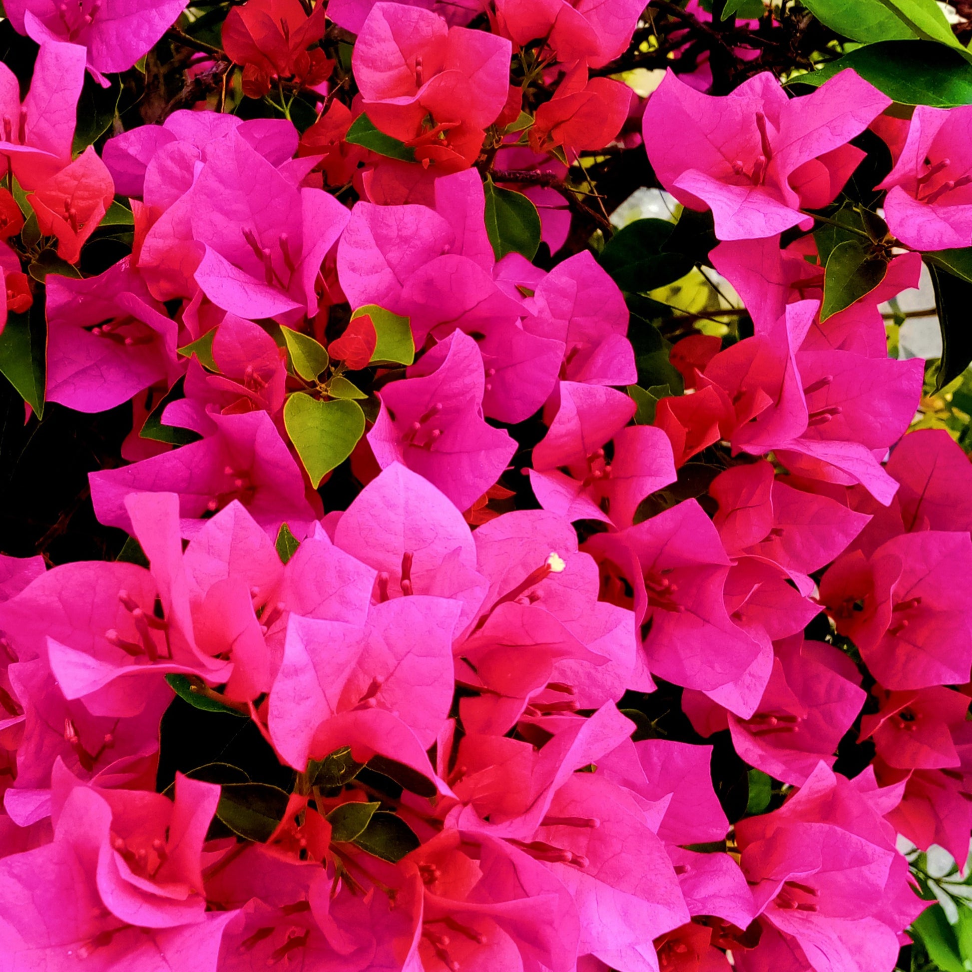 Bougainvillea pink - Bougainvillea rosa - Bougainvillea